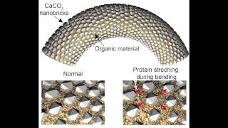 Artificial spicules Natalio et al Science 2013 [upl. by Notneiuq]