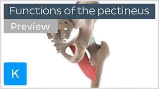 Functions of the pectineus muscle preview  Human 3D Anatomy  Kenhub [upl. by Dlorag]