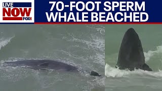 Venice Florida beached whale 70foot ocean mammal alive officials say  LiveNOW from FOX [upl. by Jedd]