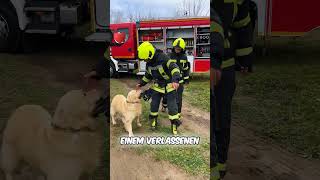 Mutiger Hund rettet ihre Welpen 🐶❤️ [upl. by Fagaly665]