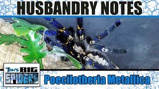 Poecilotheria metallica quotGooty ornamentalquot Notes [upl. by Bohun]