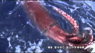 Raw First Ever Video of Giant Squid in Deep Sea [upl. by Ynez427]