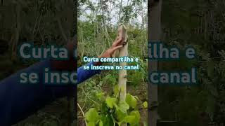 Alternativa para o tutoramento da pimentadoreino plantas narureza vidanaroça [upl. by Llehcor217]