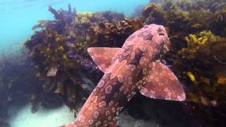 Underwater Sydney  Wobbegong Shark [upl. by Anavoig477]