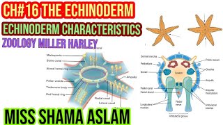 ZoologyMiller Harley Ch16 The Echinoderm Echinoderm Characteristics [upl. by Nylasoj591]