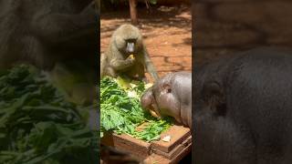 A Cheeky Baboon the LunchSnatcher vs an Unbothered Pygmy Hippo at Nairobi National Park Kenya [upl. by Li]