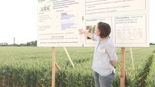 Teagasc Oak Park Crops Research Open Day Wheat  Septoria Resistance Management [upl. by Allimaj]