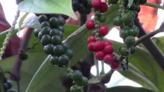 How to Grow Black Pepper Piper nigrum [upl. by Eceer]