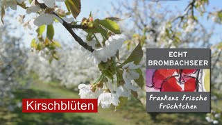 Kirschblüten  Echt Brombachseer [upl. by Nasho133]