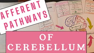 Afferent Pathways of Cerebellum 🧠🔄 Cerebellar connections I [upl. by Darrej177]