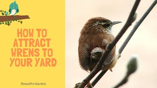 How to Attract Wrens to Your Backyard and Garden [upl. by Hewie430]