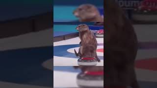 Marmot’s took part in the curling competition at the Winter Olympics [upl. by Groos56]