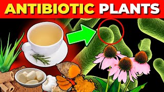 12 Medicinal Plants with Natural Antibiotic Effects Backed by Science [upl. by Huan653]