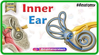 Inner ear Anatomy Animation  Cochlear component Vestibular component Semicircular component [upl. by Ambur]