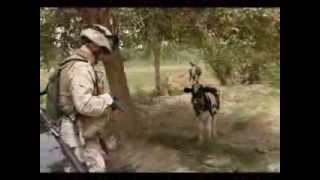 US MilitaryMarines Tribute with a lot of combat footage [upl. by Suanne]