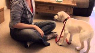 How To Teach Your Dog To Not Bite The Leash [upl. by Segalman846]