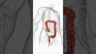 Colonoscope Exploration  Modern Medicine [upl. by Oinotla]