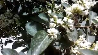 سروح النحل على شجرة الطروان Ligustrum japonicum Japonese privet [upl. by Pontias253]