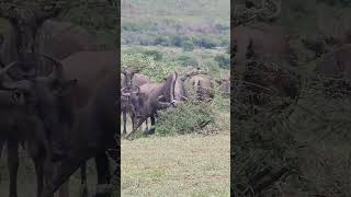 Dr Mahomedy uses PneuDart Model 389 Projector for Wildlife Conservation Purposes [upl. by Georges669]