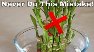 Secret To Grow Healthy Lucky Bamboo Plant  Lucky Bamboo Plant Care  Vastu FengShui [upl. by Fine49]