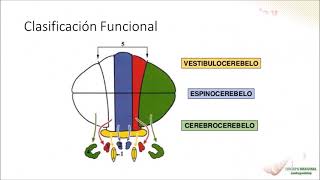 Neurofisiología Cerebelo [upl. by Elyl720]