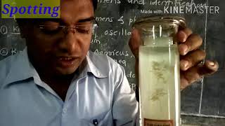 Std XI Science Biology Practical Spotting  Oscillatoria Agaricus Sargassum Funaria Cycas by GBA [upl. by Latif]