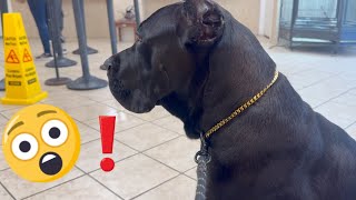 CANE CORSO Encounters GREAT DANE for First Time at the Vet [upl. by Hodgkinson]