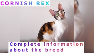 Cornish Rex Pros and Cons Price How to choose Facts Care History Rex [upl. by Jehiel]