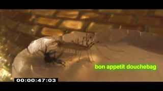 house centipede vs wolf spyder [upl. by Koressa568]