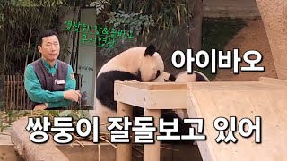 쌍둥이를 재우는 아이바오 육아스킬아이바오Aibao쌍둥바오Twins PandaRuiHui에버랜드 쥬토피아 판다월드강철원사육사송영관사육사 [upl. by Slemmer65]