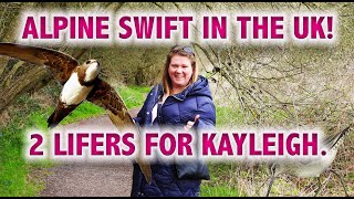 ALPINE SWIFT IN THE UK 2 Lifers for Kayleigh [upl. by Yennaiv]