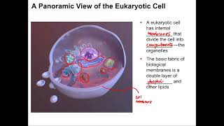 Cell Organelle Structure and Function [upl. by Eunice]