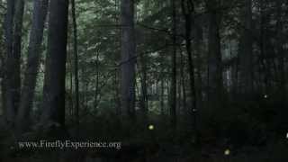 Synchronous Fireflies  Photinus carolinus  REALTIME VIDEO EXTREME LOW LIGHT [upl. by Mor]