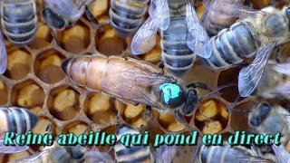 Reine abeille qui pond [upl. by Yrral]