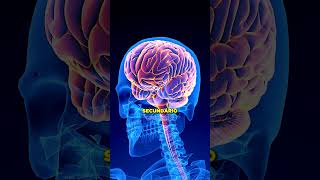 📍VOCÊ TEM DE CUIDAR DO SEU INTESTINO paulomuzy saúdeintestinal nutrição [upl. by Cira]