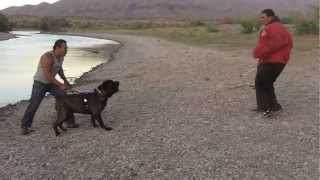 American Bandog Mastiff 2yrs 10months 155lbs [upl. by Auqinihs92]