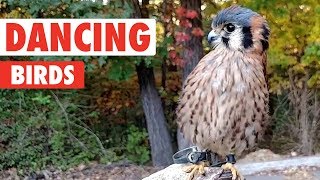 Dancing Birds  Funny Bird Video Compilation 2017 [upl. by Einattirb]