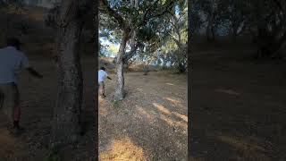 Ryan Ranch hole 4 discgolf throwforglory undisputeddiscgolf monterey nature outdoors peace [upl. by Joey]