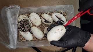 Ball python Egg Cutting [upl. by Nylissej]