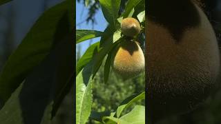 Growing apricot fruit apricots shorts [upl. by Ramad260]