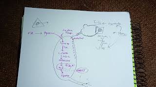 Medullary Hormones Epinephrine Norepinephrine Dopamine Adrenaline Synthesisstoragedegradation [upl. by Arehahs]