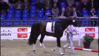 wwwreitschulesandbrinkde BLUE HORS FARRELL Herning 2014 Dressage [upl. by Reahard]