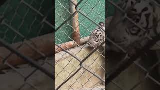 beautiful white tiger white tiger in zoo 👍 [upl. by Hamian237]