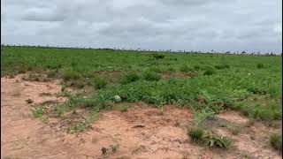 FAZENDA EM RORAIMA BONFIM COM 262 HECTARES [upl. by Shifra264]