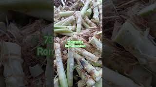 Kutta Super napier grass tamil agriculture [upl. by Anihcak492]