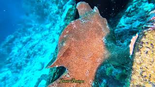 Two Giant Painted Frog Fishes Kissing Each Other In The Underwater World Of Moalboal Cebu Phils [upl. by Iyre]