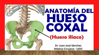 🥇 HUESO COXAL  HUESO ILÍACO Anatomía Fácil y Sencillo [upl. by Enniroc170]