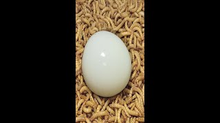 10000 Superworms VS Egg Timelapse Mealworms eating egg [upl. by Wendt231]