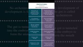 Difference between Protostomes and Deuterostomes [upl. by Asinla700]