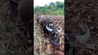 You can get it for just a dozen yuan by turning the soil digging furrows and plowin landviralvideo [upl. by Dustman]